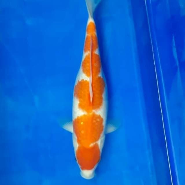 MARUTEN KOHAKU 6 STEP