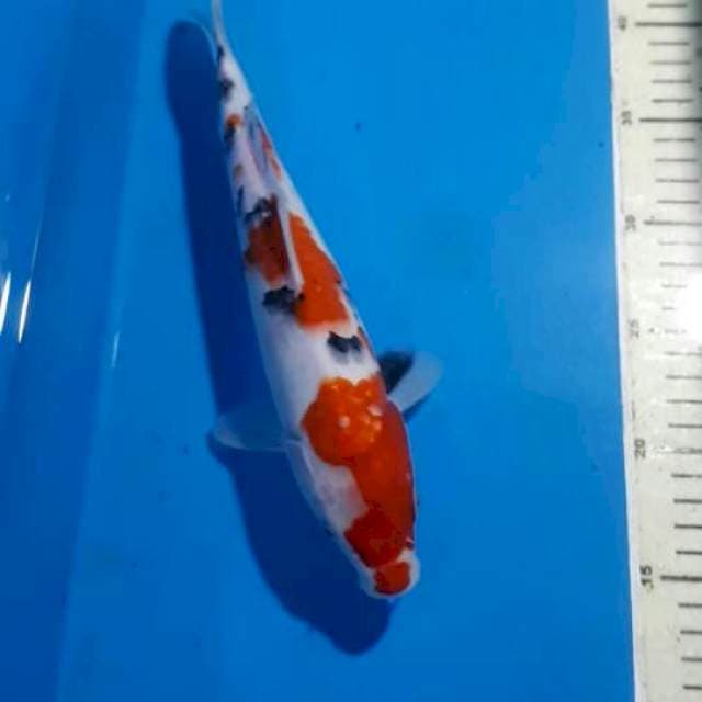SANKE 27 CM