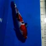 SANKE 27 CM