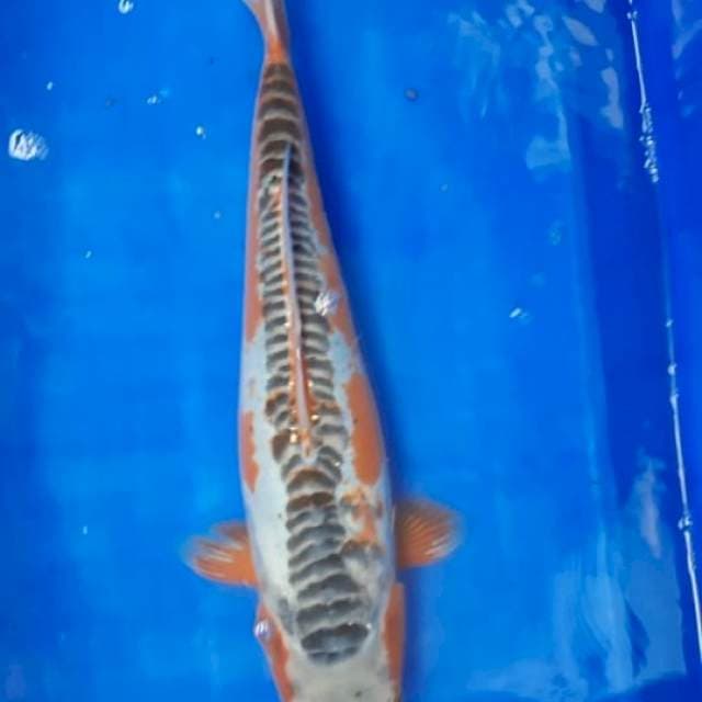 SHUSUI 35BU MALE