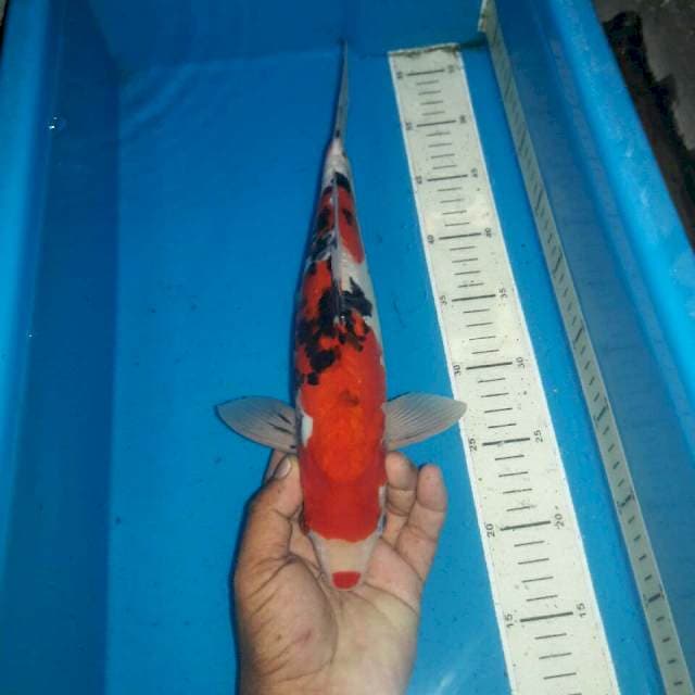 Red male sanke doitshu