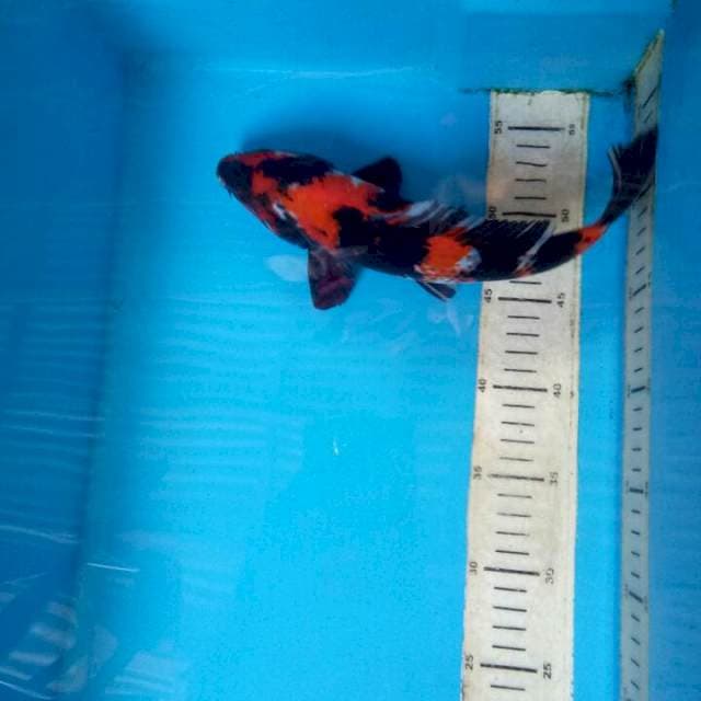 Showa 27cm