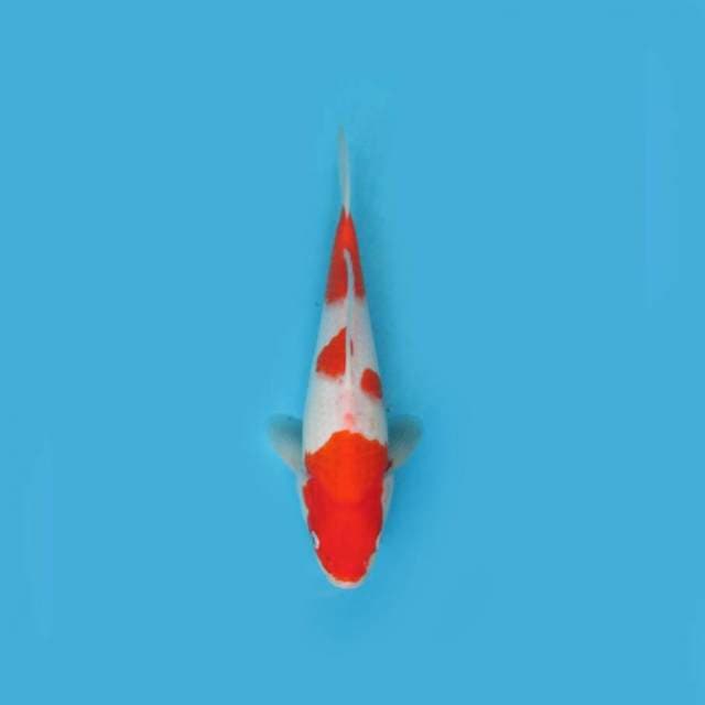 KOHAKU 32 CM