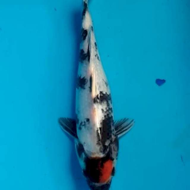 tancho