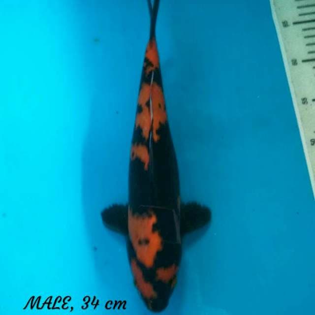 Hi Utsuri, Male 34 cm