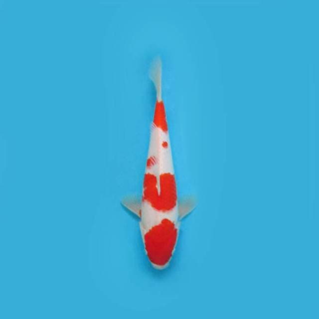 KOHAKU 28 CM