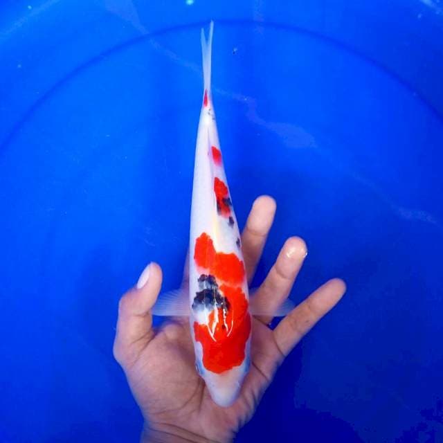 5. Sanke || 27 cm