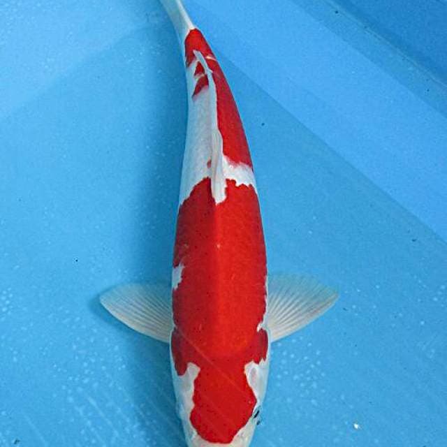 Kohaku merah stronge MALE ±40CM