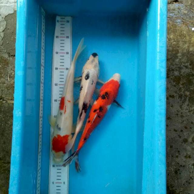 Mix Kohaku, Sanke, Siro 32cm-37cm