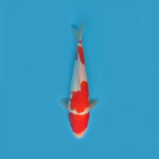 KOHAKU 33 CM