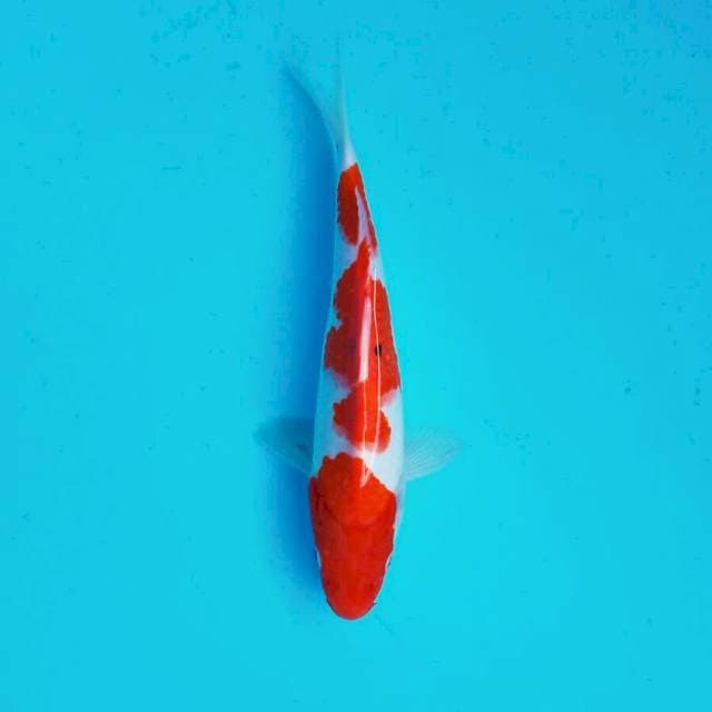 Bidan kohaku*27cm