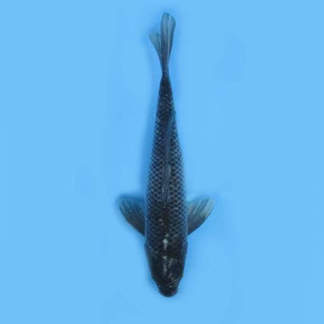 SORAGOI 38 CM
