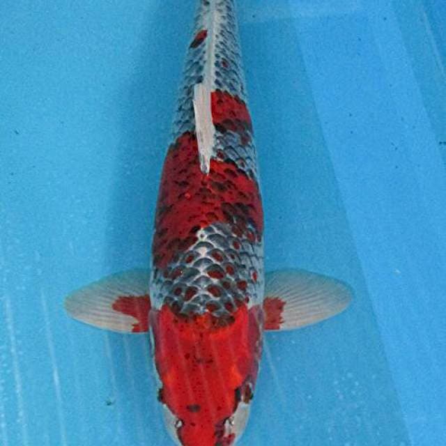 Goshiki ±45cm