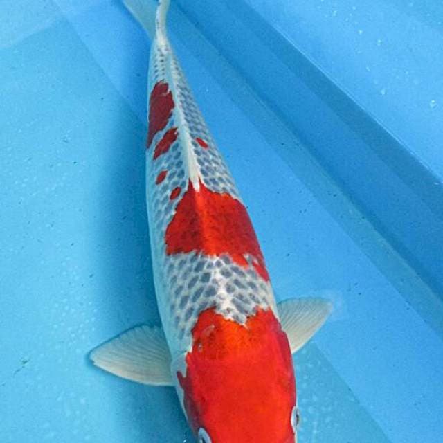 Ghosiki merah male ±47cm
