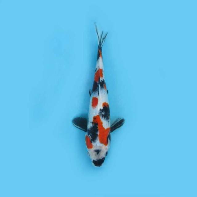 SHOWA 27 CM