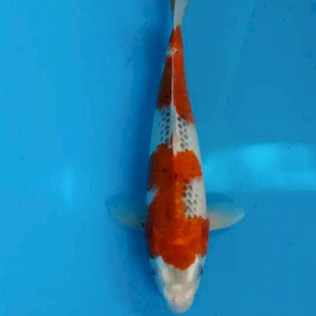 #4 Goshiki 29 cm