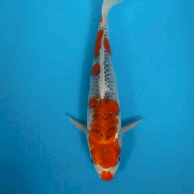 #5 Goshiki 26 cm