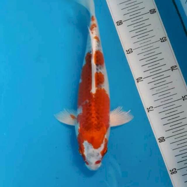 #6 Goshiki 28 cm