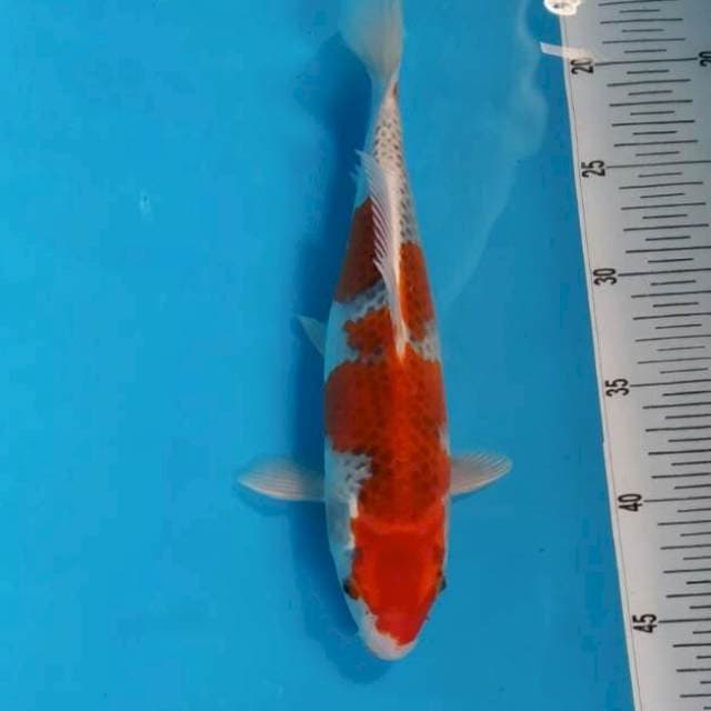 #8 Ghosiki 28cm