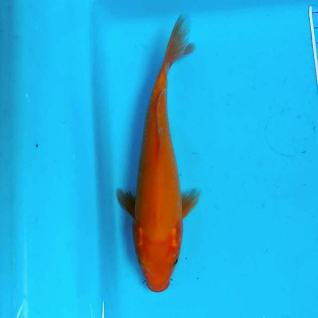 Benigoi