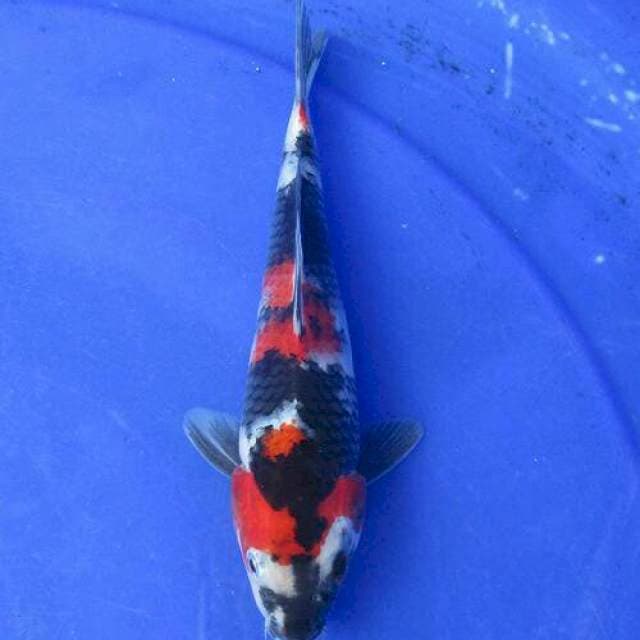 Showa sansoku ±20cm