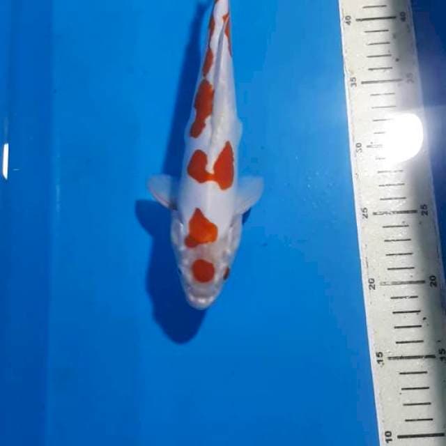 DOITSU KOHAKU HIKARI 26 CM