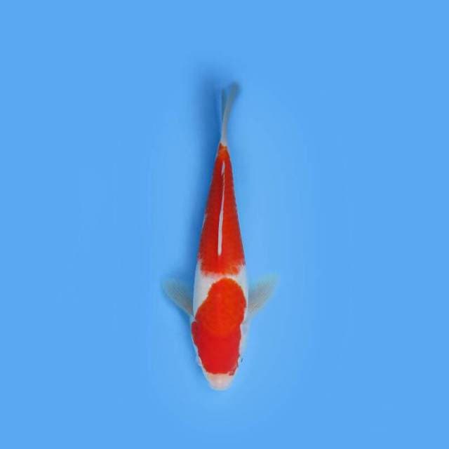 KOHAKU 27 CM