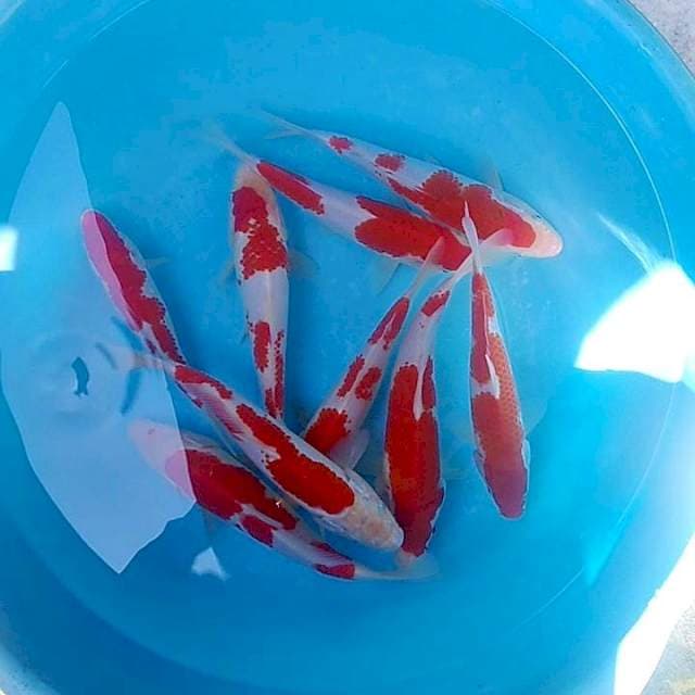 Kohaku kanoko 10 ekor
