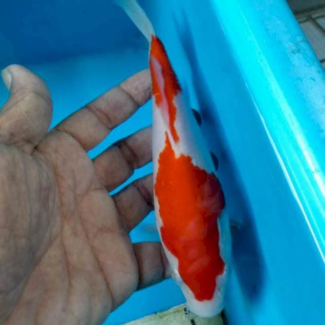 Kohaku original 18cm