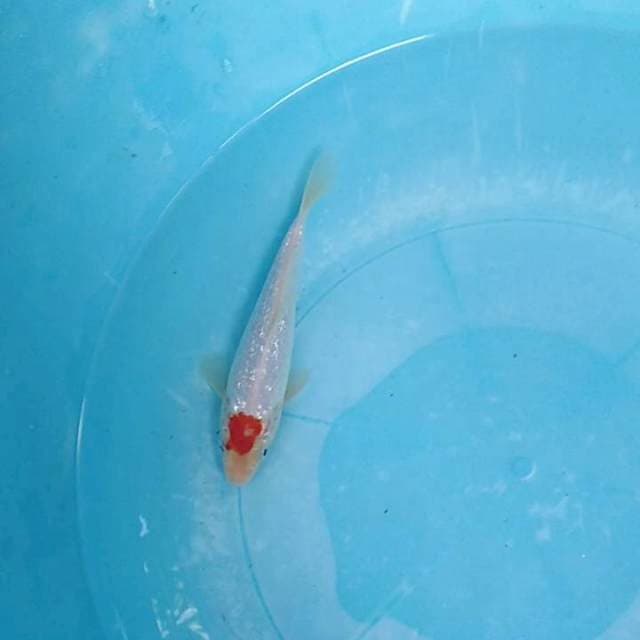 Tancho kohaku ginrin