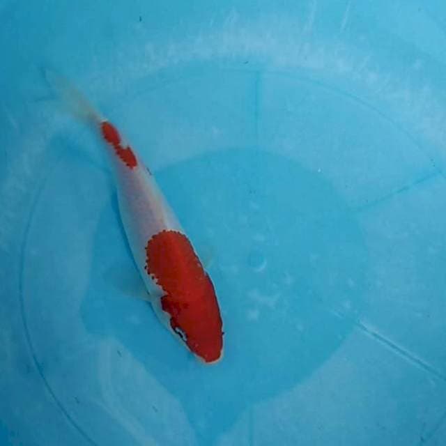 Kanoko kohaku