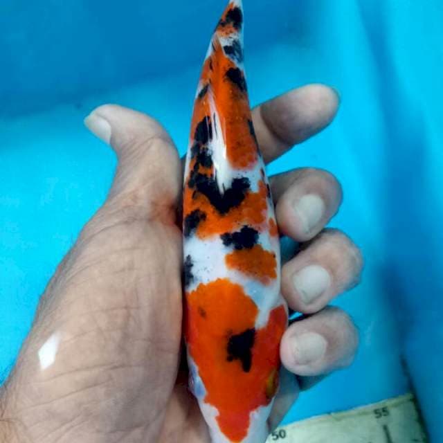 Sanke 18cm original