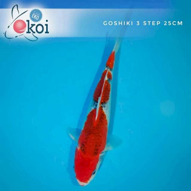 Goshiki HQ 3 step 25cm