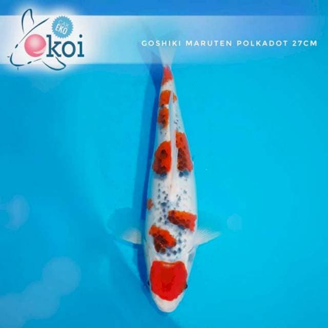 Goshiki ceplok ceplok lucuk 27cm