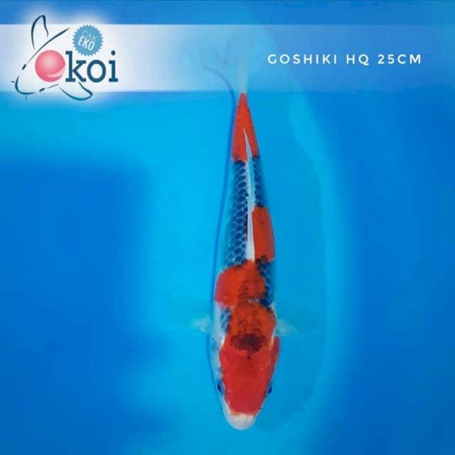 Goshiki pola asyik... 25cm