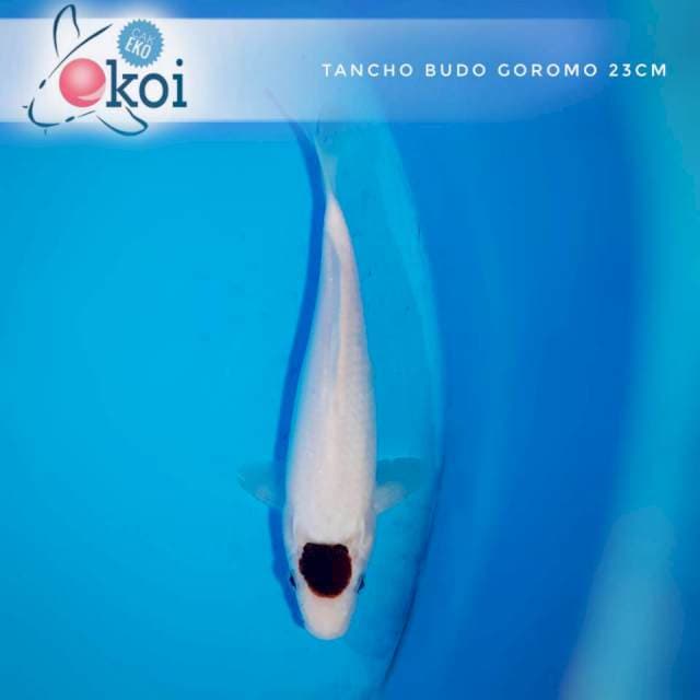 Tancho ireng SQ 23cm aje...