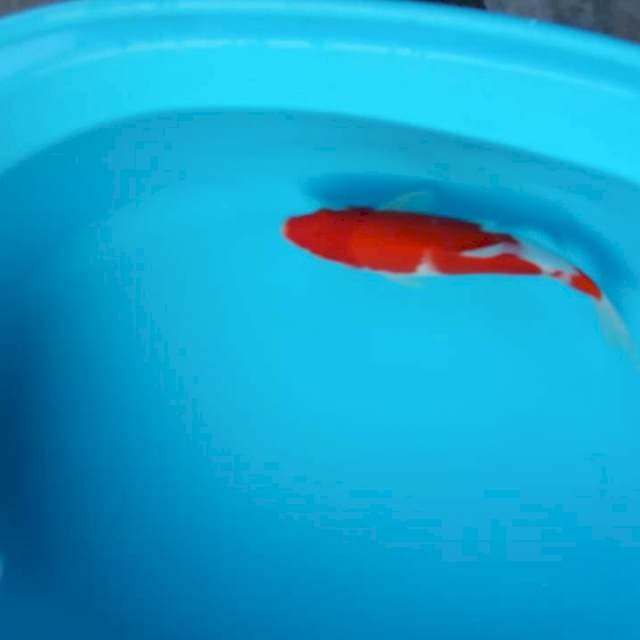 Merah kohaku