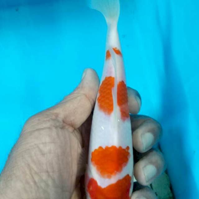 Kohaku 4 step 19cm original