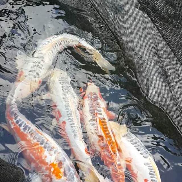susui 45-50 cm