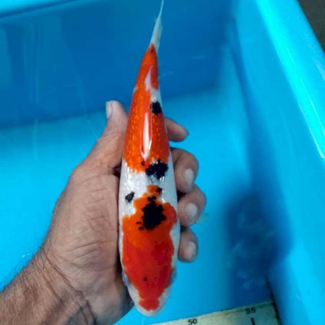 Sanke ginrin 23cm original