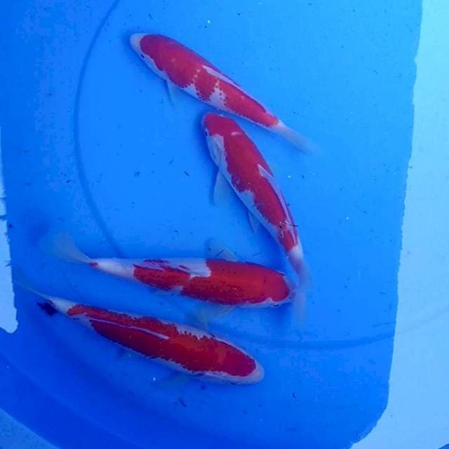 Paket kohaku 20bu