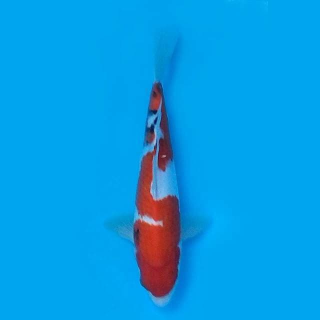 30CM - SANKE