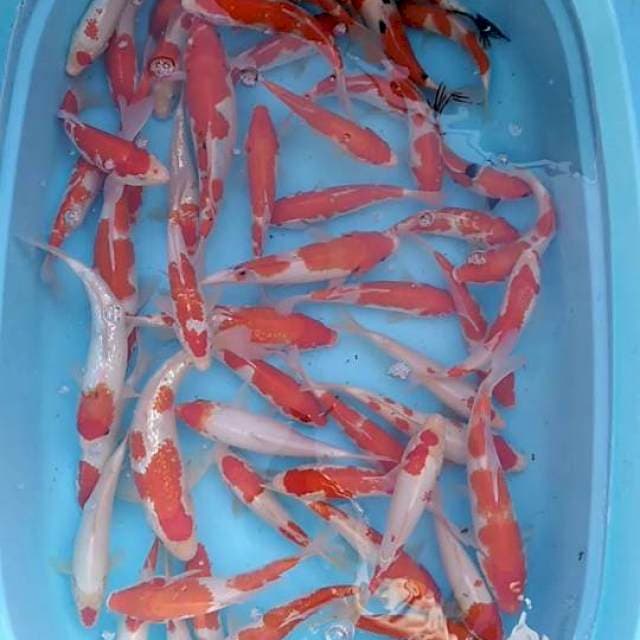 Kohaku 50ekor mix 5 ekor