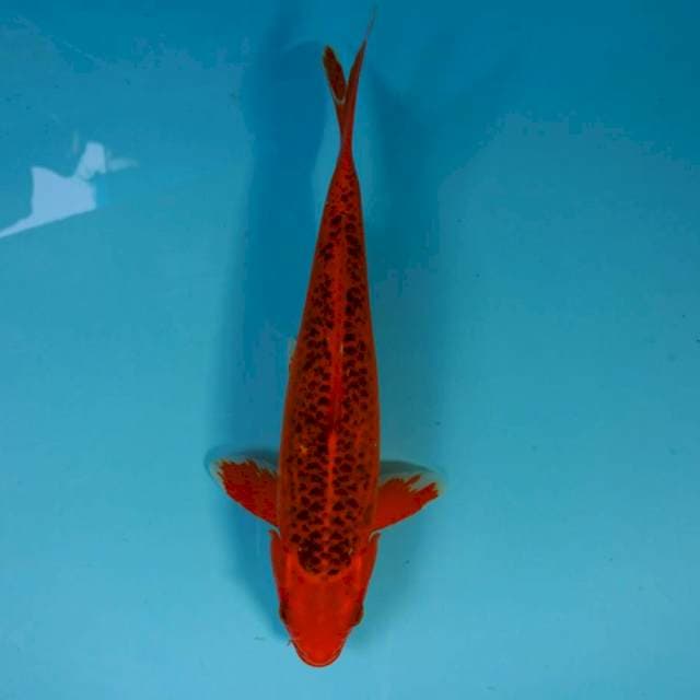 RED ALERT male matsuba 31cm