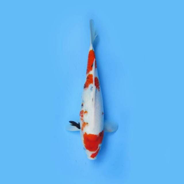 SANKE TATEGOI 41 CM