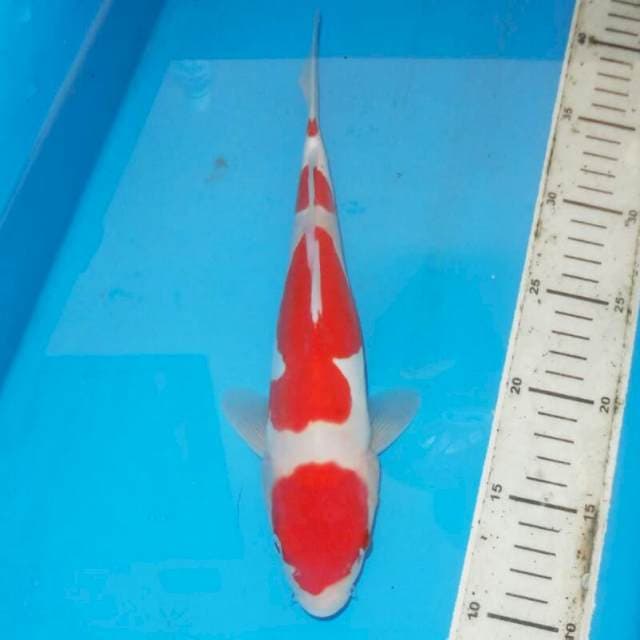KOHAKU
