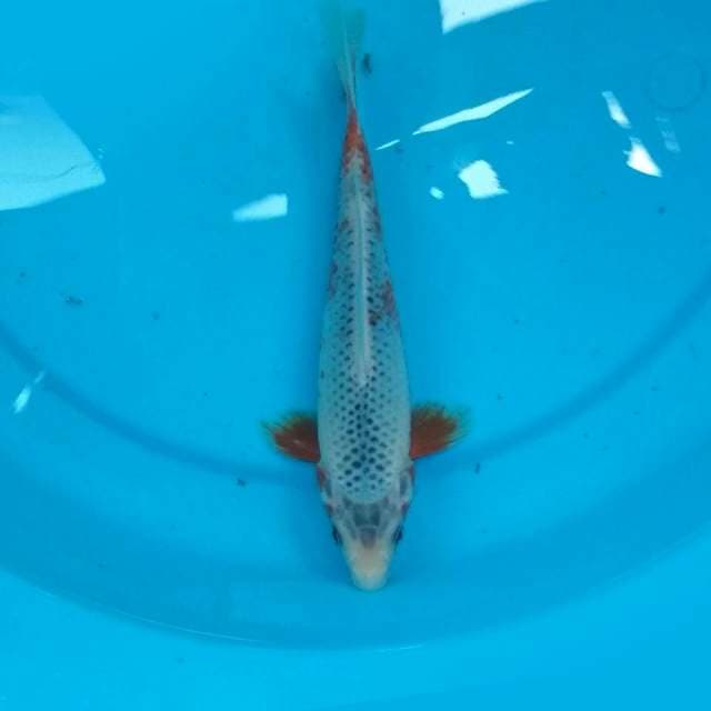 22CM - BABY ASAGI