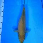 TYK Chagoi 33cm