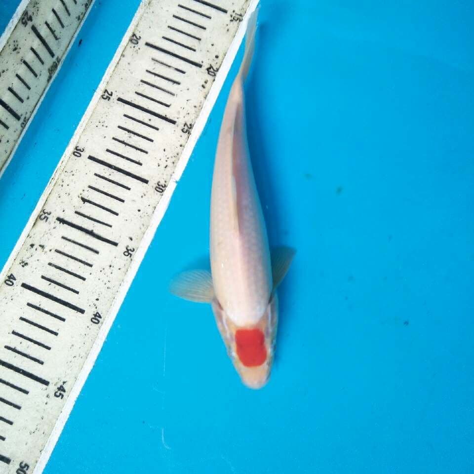Original Tancho Kohaku 27cm