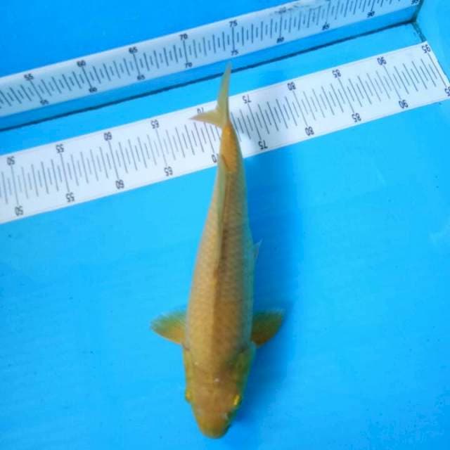TYK Chagoi 33cm